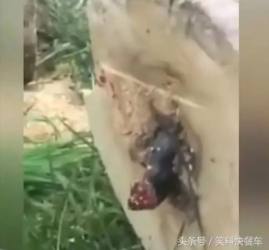 伐木工人砍完樹後竟發現一隻「黑紅色的怪物」不斷蠕動鑽出...專家一看就驚呼「快逃跑不然會死!」