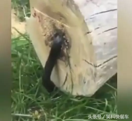 伐木工人砍完樹後竟發現一隻「黑紅色的怪物」不斷蠕動鑽出...專家一看就驚呼「快逃跑不然會死!」