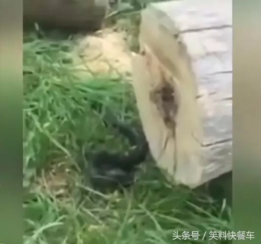 伐木工人砍完樹後竟發現一隻「黑紅色的怪物」不斷蠕動鑽出...專家一看就驚呼「快逃跑不然會死!」