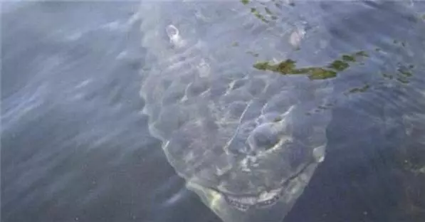 這男人釣魚時發現水底有一張詭異的「笑臉」慢慢靠近...悲劇就在瞬間發生!影片記錄下這一恐怖的瞬間!……