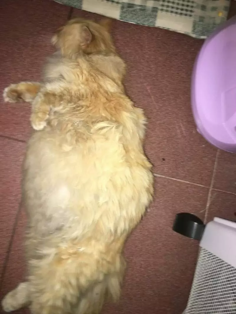 懷孕貓媽雨夜找人求救,被收養後懂事得讓人心疼……
