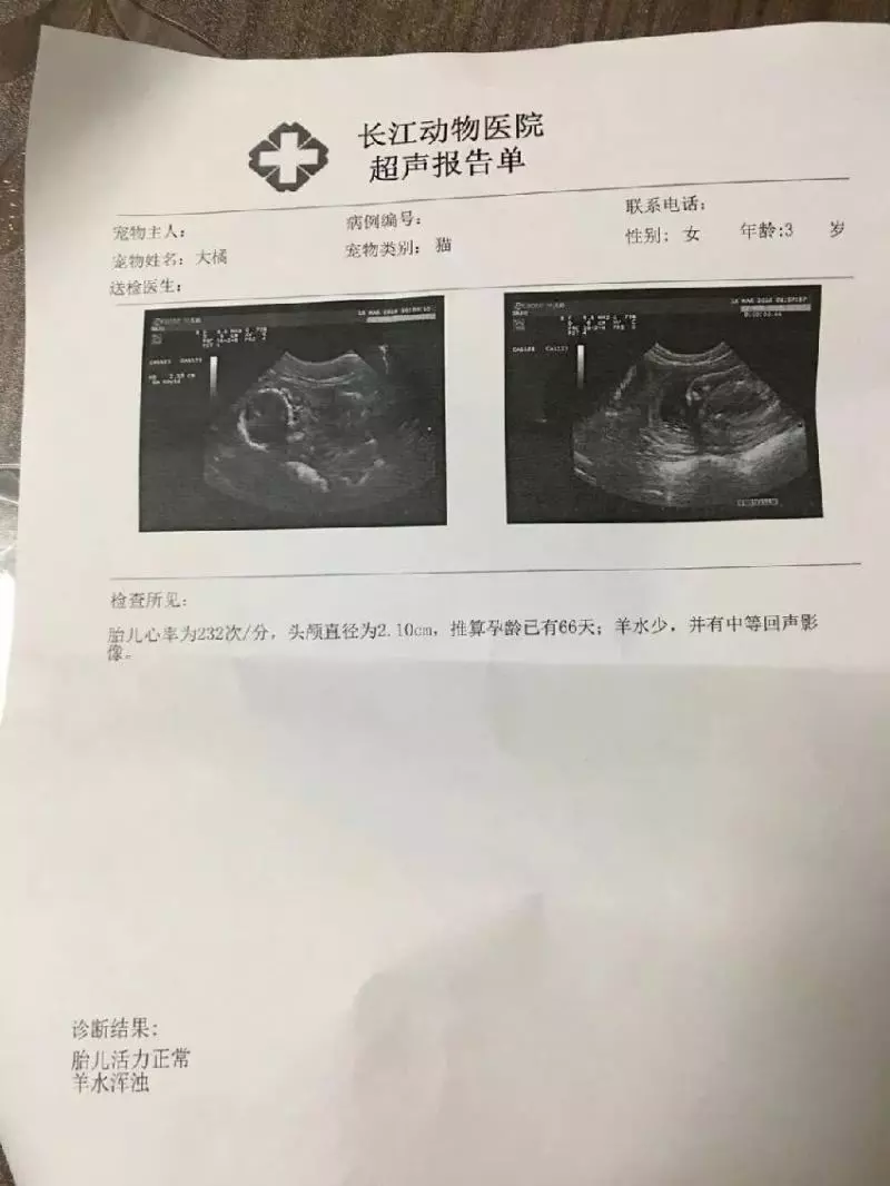 懷孕貓媽雨夜找人求救,被收養後懂事得讓人心疼……