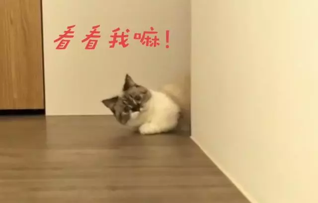 史上最粘人貓咪,一舉一動萌遍全網,網友:別人家的貓!
