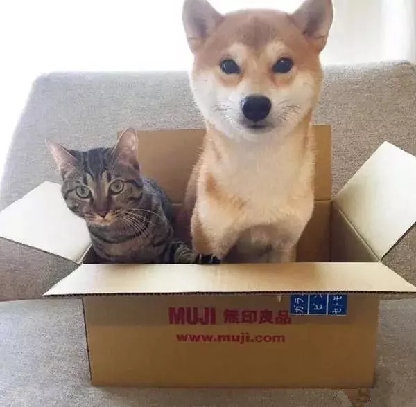 狗狗也吸貓?你不知道他們才是一家人!
