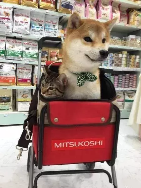 狗狗也吸貓?你不知道他們才是一家人!