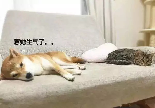狗狗也吸貓?你不知道他們才是一家人!