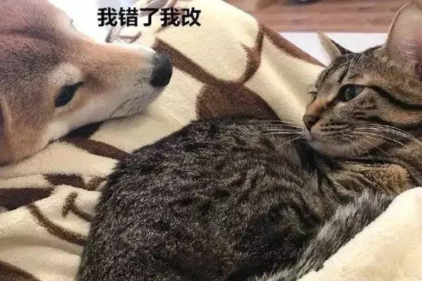 狗狗也吸貓?你不知道他們才是一家人!