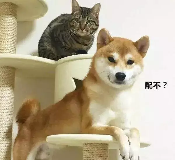 狗狗也吸貓?你不知道他們才是一家人!