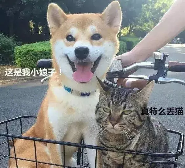狗狗也吸貓?你不知道他們才是一家人!