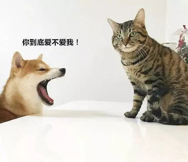 狗狗也吸貓?你不知道他們才是一家人!