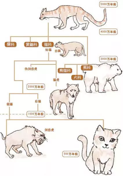 狗狗也吸貓?你不知道他們才是一家人!