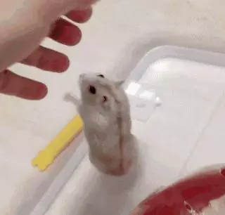 你家的倉鼠認你嗎?倉鼠究竟認不認主人?