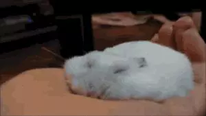 你家的倉鼠認你嗎?倉鼠究竟認不認主人?