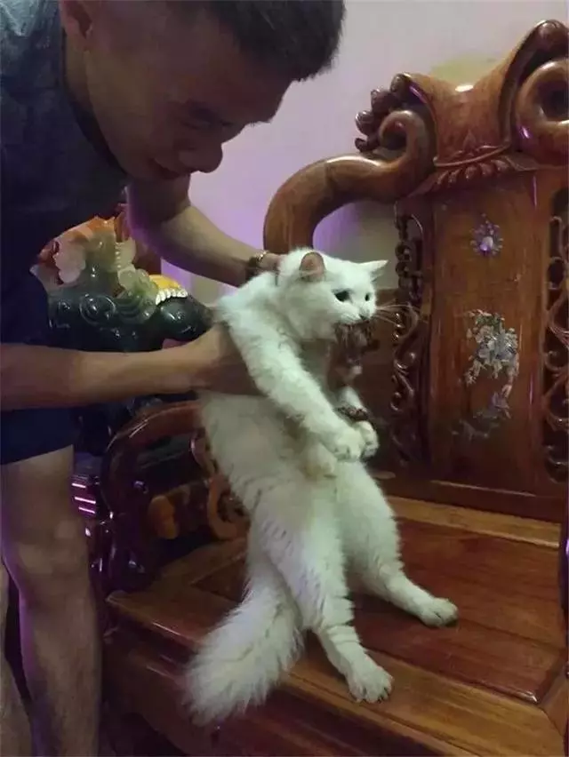 鏟屎官剛買的炸雞,上完廁所回來就不見了,貓咪:唔,沒看見