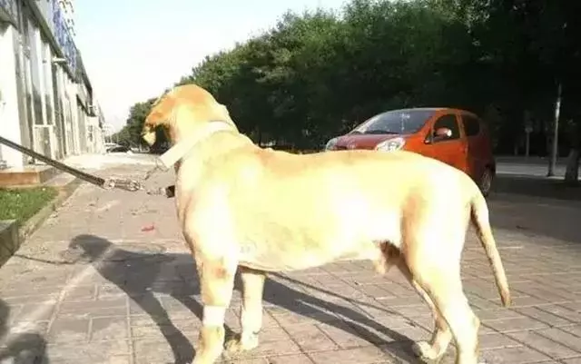 鏟屎官帶狗狗出門中暑,熱損傷最危險,防暑注意這三點