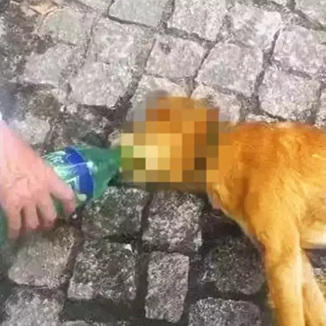 鏟屎官帶狗狗出門中暑,熱損傷最危險,防暑注意這三點