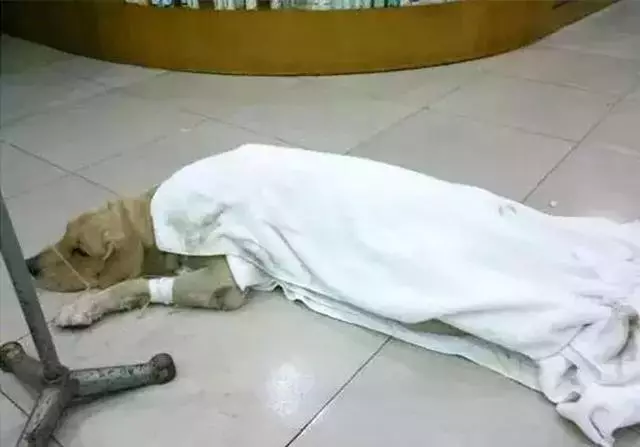 鏟屎官帶狗狗出門中暑,熱損傷最危險,防暑注意這三點