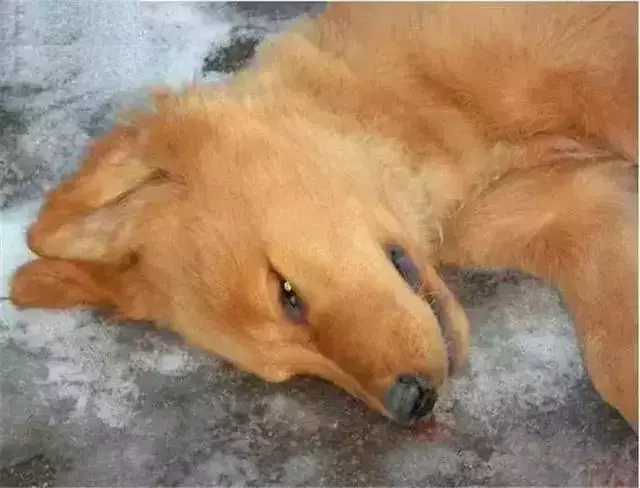 鏟屎官帶狗狗出門中暑,熱損傷最危險,防暑注意這三點