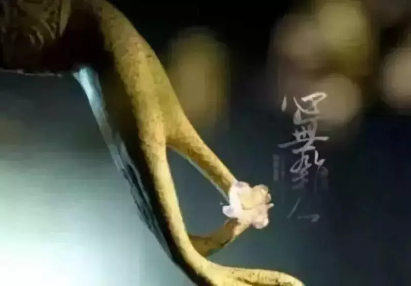 佛說:放不下,是不夠痛