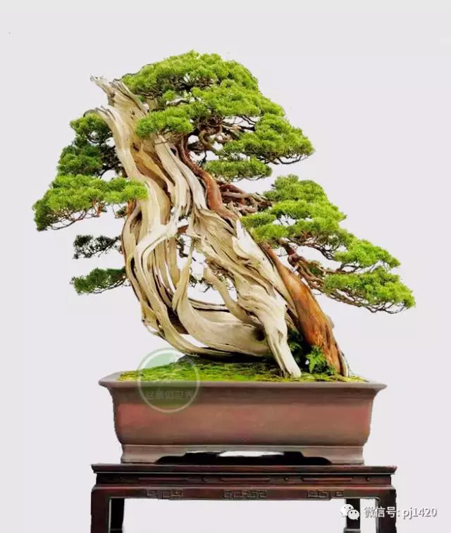做盆景,這六種樹一定不能少