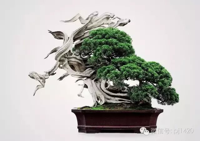 做盆景,這六種樹一定不能少