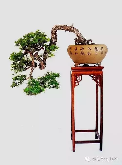 做盆景,這六種樹一定不能少