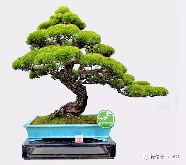 做盆景,這六種樹一定不能少
