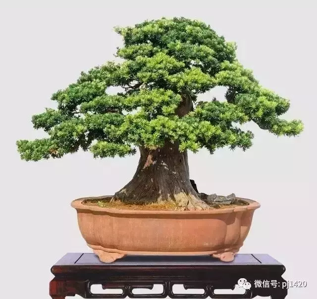做盆景,這六種樹一定不能少