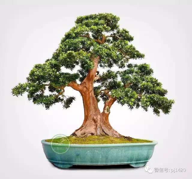 做盆景,這六種樹一定不能少
