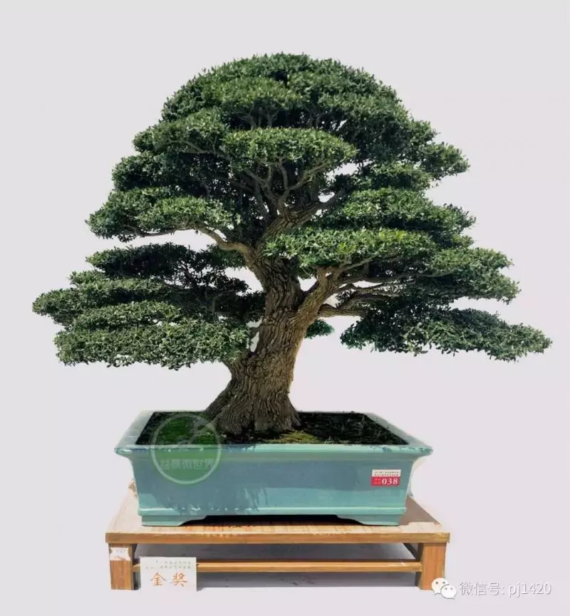做盆景,這六種樹一定不能少