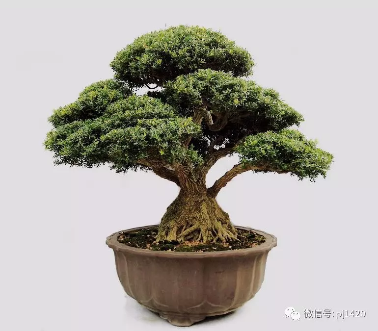做盆景,這六種樹一定不能少
