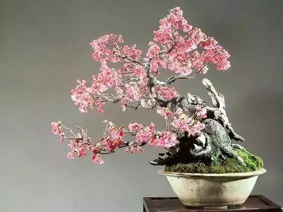 做盆景,這六種樹一定不能少