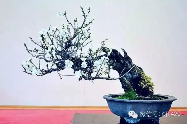 做盆景,這六種樹一定不能少