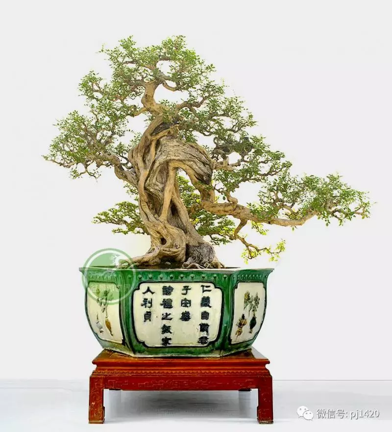 做盆景,這六種樹一定不能少