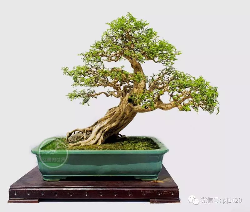 做盆景,這六種樹一定不能少