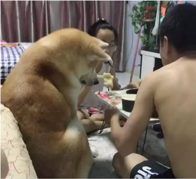 主人吃飯,秋田犬跟著湊熱鬧,狗狗:好香啊再加一副碗筷