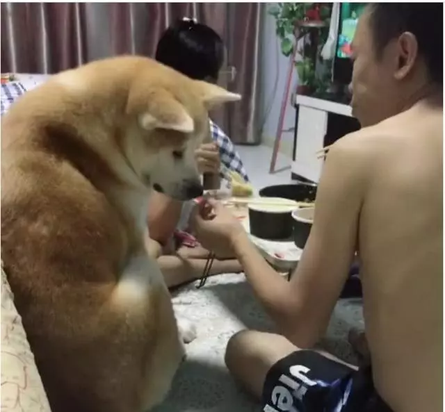 主人吃飯,秋田犬跟著湊熱鬧,狗狗:好香啊再加一副碗筷