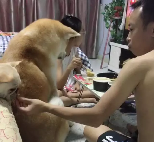 主人吃飯,秋田犬跟著湊熱鬧,狗狗:好香啊再加一副碗筷