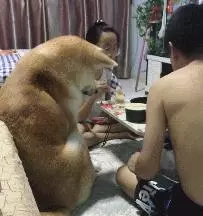 主人吃飯,秋田犬跟著湊熱鬧,狗狗:好香啊再加一副碗筷