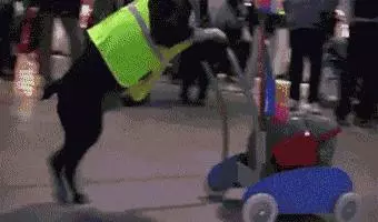 就算是養狗老司機,你也不一定知道狗還能這麼用