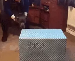 就算是養狗老司機,你也不一定知道狗還能這麼用