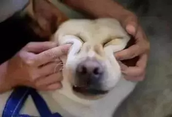 就算是養狗老司機,你也不一定知道狗還能這麼用