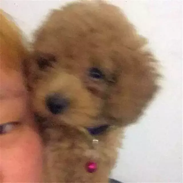 泰迪體弱總生病,鏟屎官對此束手無策,醫生教他三招保持健康