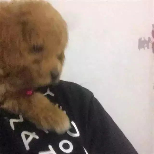 泰迪體弱總生病,鏟屎官對此束手無策,醫生教他三招保持健康
