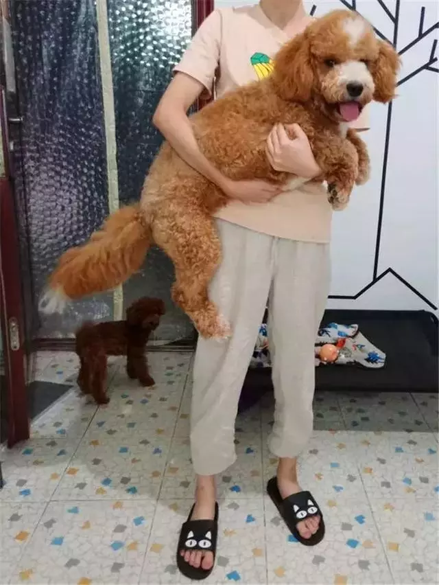 泰迪體弱總生病,鏟屎官對此束手無策,醫生教他三招保持健康