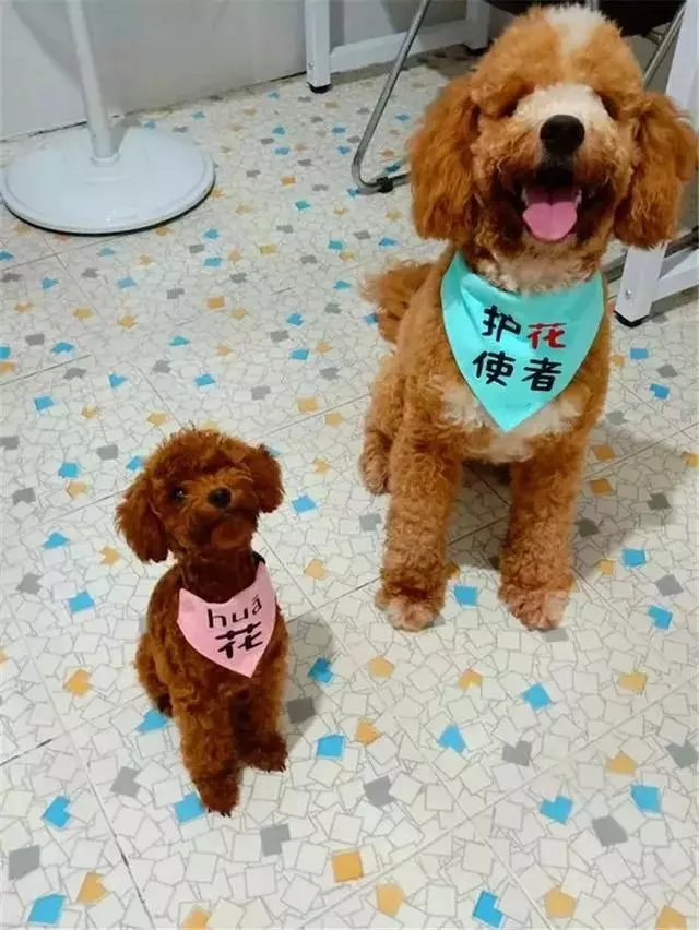 泰迪體弱總生病,鏟屎官對此束手無策,醫生教他三招保持健康