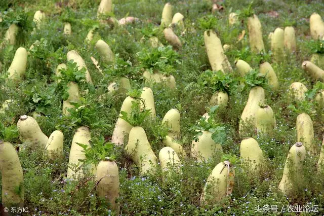 秋季種什麼蔬菜最合適、最簡單呢?6種可以在農家小院種的蔬菜!