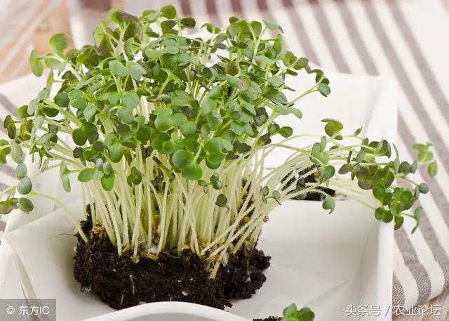 秋季種什麼蔬菜最合適、最簡單呢?6種可以在農家小院種的蔬菜!