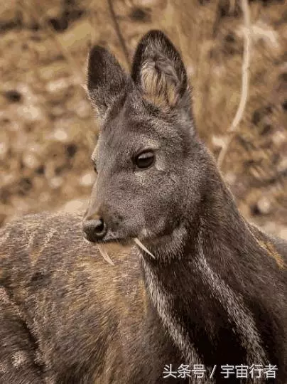 它們是動物界的「吸血鬼」,卻因為身上的香味導致它們瀕臨滅絕