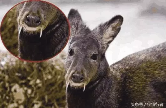 它們是動物界的「吸血鬼」,卻因為身上的香味導致它們瀕臨滅絕